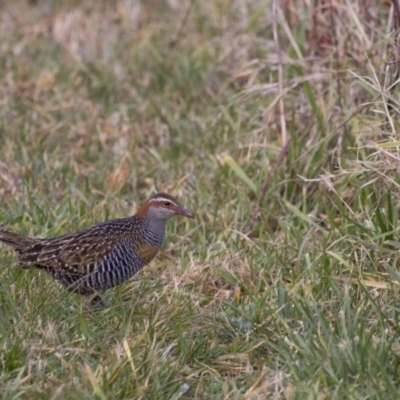 Gallirallus philippensis (Buff-banded Rail) at Watson Green Space - 4 Aug 2017 by WarrenRowland