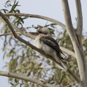 Dacelo novaeguineae at Watson, ACT - 5 Aug 2017