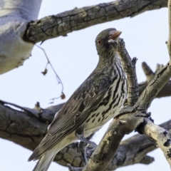 Oriolus sagittatus (Olive-backed Oriole) at Deakin, ACT - 27 Dec 2018 by BIrdsinCanberra