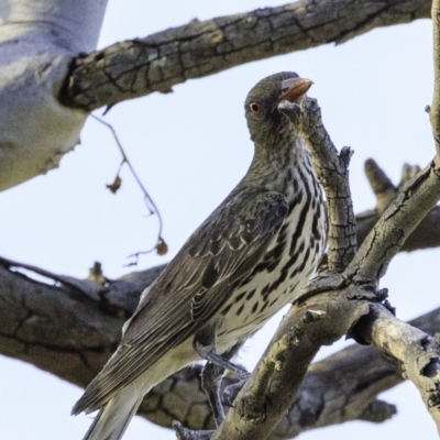 Oriolus sagittatus (Olive-backed Oriole) at Deakin, ACT - 27 Dec 2018 by JonSteinbeck