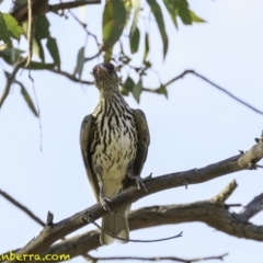 Oriolus sagittatus at Deakin, ACT - 27 Dec 2018