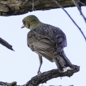 Oriolus sagittatus at Deakin, ACT - 27 Dec 2018 06:18 PM