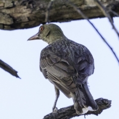 Oriolus sagittatus at Deakin, ACT - 27 Dec 2018 06:18 PM