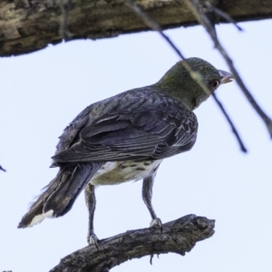 Oriolus sagittatus at Deakin, ACT - 27 Dec 2018 06:18 PM