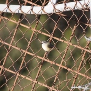 Acanthiza chrysorrhoa at Hume, ACT - 2 Aug 2017