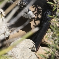 Pseudechis porphyriacus (Red-bellied Black Snake) at Illilanga & Baroona - 19 Nov 2018 by Illilanga