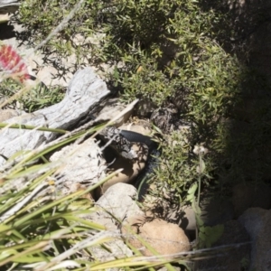 Pseudechis porphyriacus at Illilanga & Baroona - 19 Nov 2018