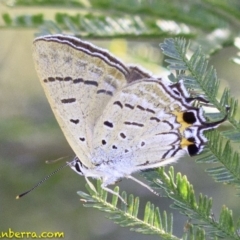 Jalmenus ictinus (Stencilled Hairstreak) at Red Hill Nature Reserve - 27 Dec 2018 by BIrdsinCanberra