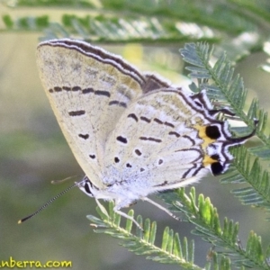 Jalmenus ictinus at Deakin, ACT - 27 Dec 2018 06:26 PM