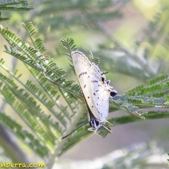 Jalmenus ictinus at Deakin, ACT - 27 Dec 2018 06:26 PM