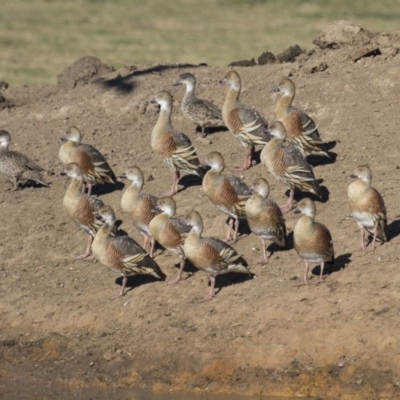 Dendrocygna eytoni (Plumed Whistling-Duck) at Bungendore, NSW - 1 Jul 2017 by WarrenRowland