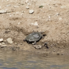 Chelodina longicollis (Eastern Long-necked Turtle) at Illilanga & Baroona - 28 Oct 2018 by Illilanga