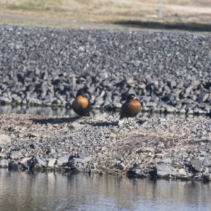 Tadorna tadornoides at Bungendore, NSW - 1 Jul 2017