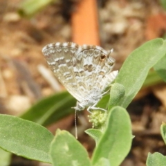 Theclinesthes serpentata (Saltbush Blue) at Fyshwick, ACT - 31 Dec 2018 by MatthewFrawley