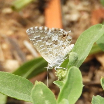 Theclinesthes serpentata (Saltbush Blue) at Fyshwick, ACT - 31 Dec 2018 by MatthewFrawley