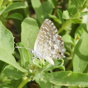 Theclinesthes serpentata at Fyshwick, ACT - 31 Dec 2018