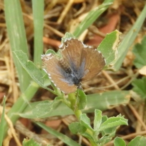 Theclinesthes serpentata at Fyshwick, ACT - 31 Dec 2018 11:22 AM