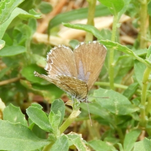 Theclinesthes serpentata at Fyshwick, ACT - 31 Dec 2018 11:22 AM