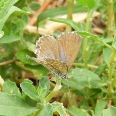 Theclinesthes serpentata at Fyshwick, ACT - 31 Dec 2018