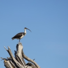 Threskiornis spinicollis (Straw-necked Ibis) at Fyshwick, ACT - 1 Jul 2017 by WarrenRowland