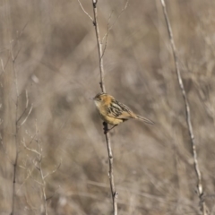 Cisticola exilis (Golden-headed Cisticola) at Fyshwick, ACT - 30 Jun 2017 by WarrenRowland