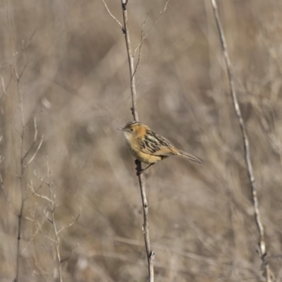 Cisticola exilis (Golden-headed Cisticola) at Fyshwick, ACT - 1 Jul 2017 by WarrenRowland