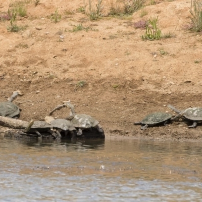 Chelodina longicollis (Eastern Long-necked Turtle) at Illilanga & Baroona - 24 Nov 2018 by Illilanga