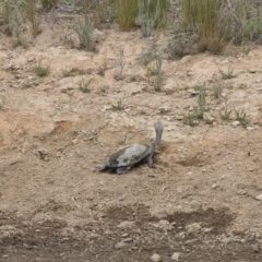 Chelodina longicollis at Illilanga & Baroona - 25 Nov 2018