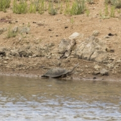 Chelodina longicollis at Illilanga & Baroona - 25 Nov 2018