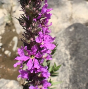 Lythrum salicaria at Coree, ACT - 1 Jan 2019 12:00 AM