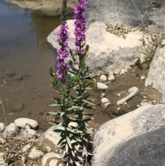 Lythrum salicaria at Coree, ACT - 1 Jan 2019