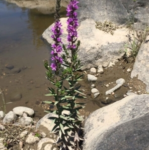 Lythrum salicaria at Coree, ACT - 1 Jan 2019 12:00 AM