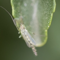 Chironomidae (family) (Non-biting Midge) at Illilanga & Baroona - 30 Dec 2018 by Illilanga