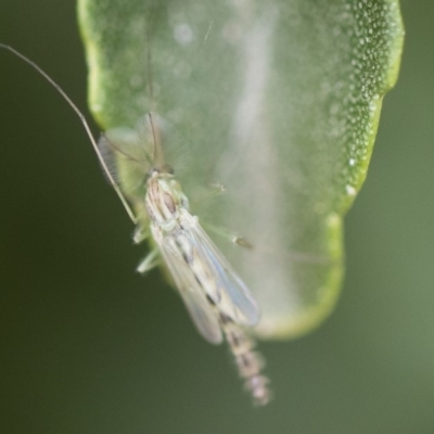 Chironomidae (family) (Non-biting Midge) at Michelago, NSW - 30 Dec 2018 by Illilanga