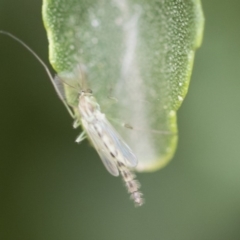 Chironomidae (family) at Michelago, NSW - 30 Dec 2018