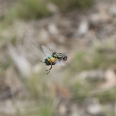 Rutilia sp. (genus) (A Rutilia bristle fly, subgenus unknown) at Michelago, NSW - 16 Dec 2018 by Illilanga