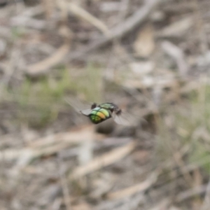 Rutilia sp. (genus) at Michelago, NSW - 16 Dec 2018