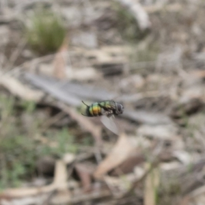 Rutilia sp. (genus) at Michelago, NSW - 16 Dec 2018