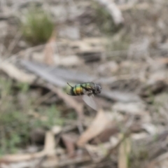 Rutilia sp. (genus) at Michelago, NSW - 16 Dec 2018