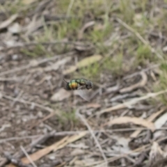 Rutilia sp. (genus) at Michelago, NSW - 16 Dec 2018