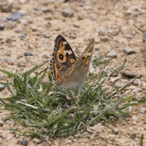 Junonia villida at Michelago, NSW - 31 Dec 2018