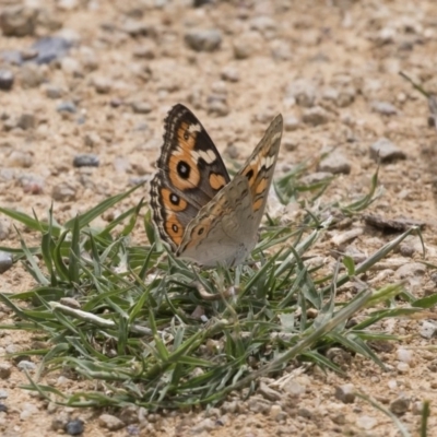 Junonia villida (Meadow Argus) at Michelago, NSW - 31 Dec 2018 by Illilanga