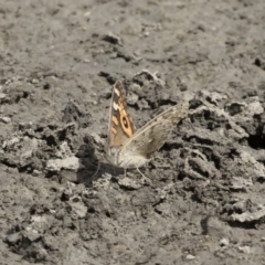 Junonia villida at Michelago, NSW - 31 Dec 2018