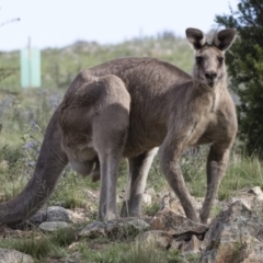 Macropus giganteus (Eastern Grey Kangaroo) at Michelago, NSW - 20 Dec 2018 by Illilanga