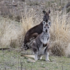 Osphranter robustus robustus (Eastern Wallaroo) at Michelago, NSW - 12 Oct 2018 by Illilanga