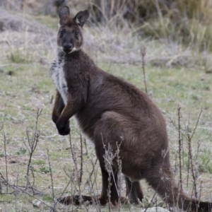 Osphranter robustus at Michelago, NSW - 12 Oct 2018