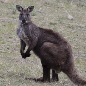 Osphranter robustus at Michelago, NSW - 12 Oct 2018