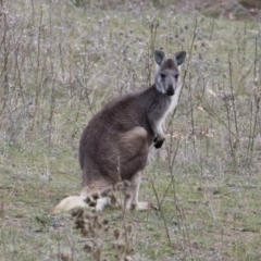 Osphranter robustus at Michelago, NSW - 12 Oct 2018