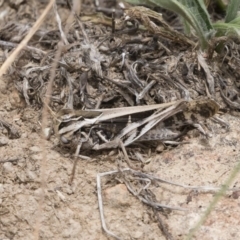 Oedaleus australis at Michelago, NSW - 31 Dec 2018