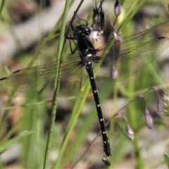 Eusynthemis guttata (Southern Tigertail) at Cotter River, ACT - 1 Jan 2019 by JohnBundock
